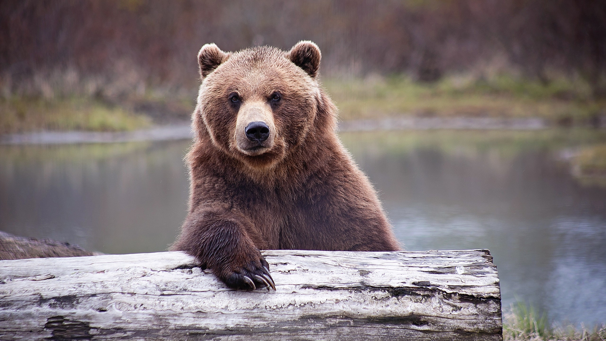 Мужчина на Аляске неделю боролся с медведем гризли