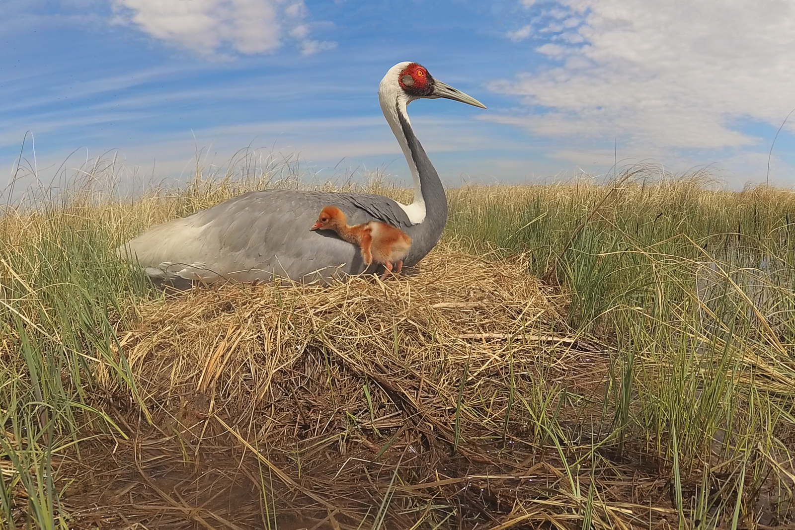 Что угрожает перелетным птицам и как их сохранить 3 причины посмотреть минисериал WWF России «Журавлиные истории»