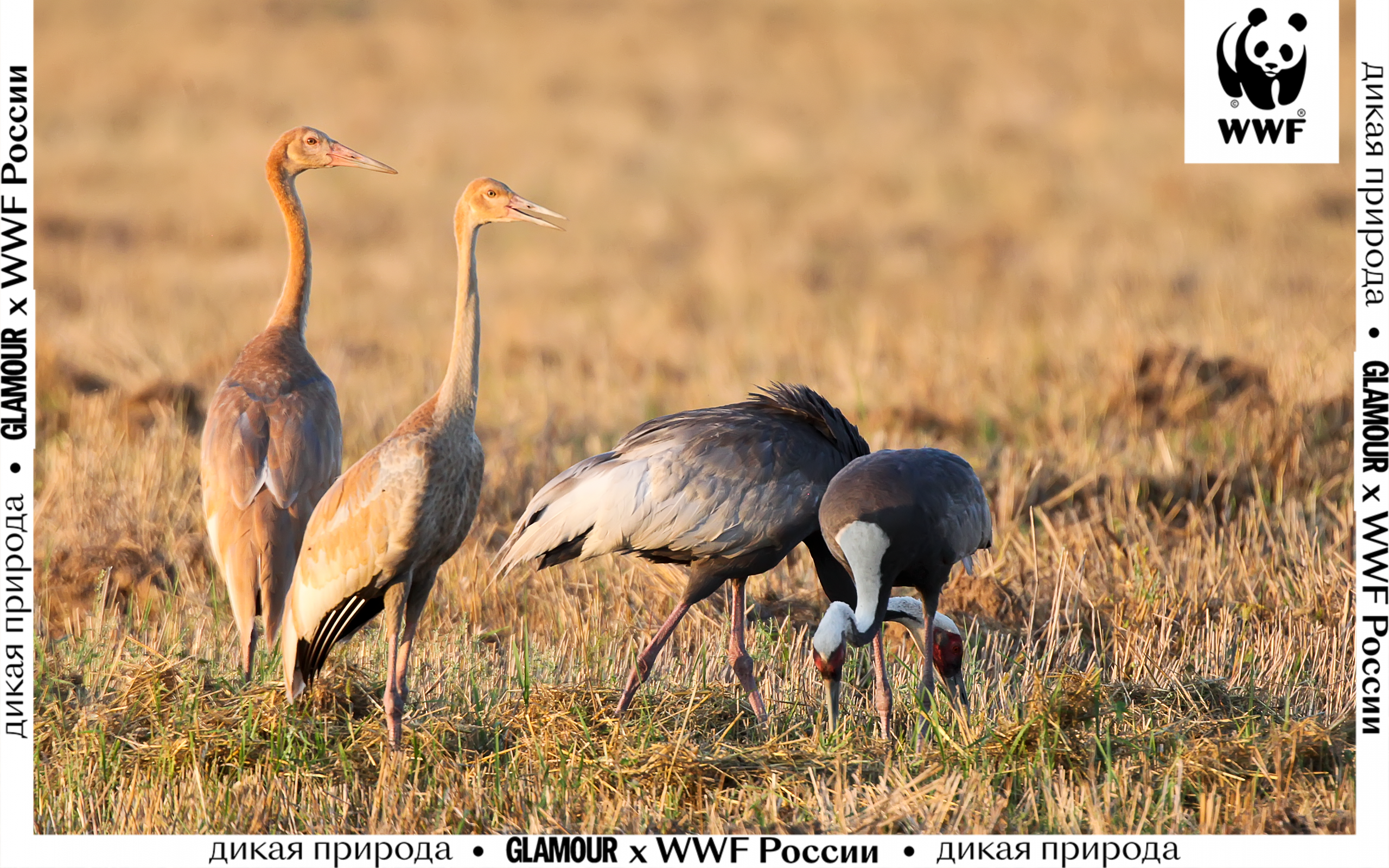 Что угрожает перелетным птицам и как их сохранить 3 причины посмотреть минисериал WWF России «Журавлиные истории»