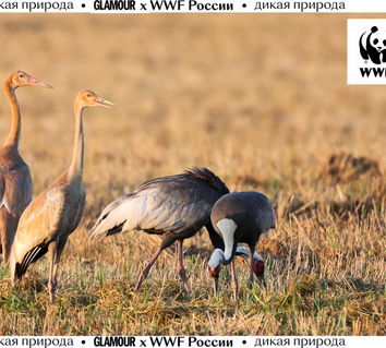 Что угрожает перелетным птицам и как их сохранить: 3 причины посмотреть мини-сериал WWF России «Журавлиные истории»