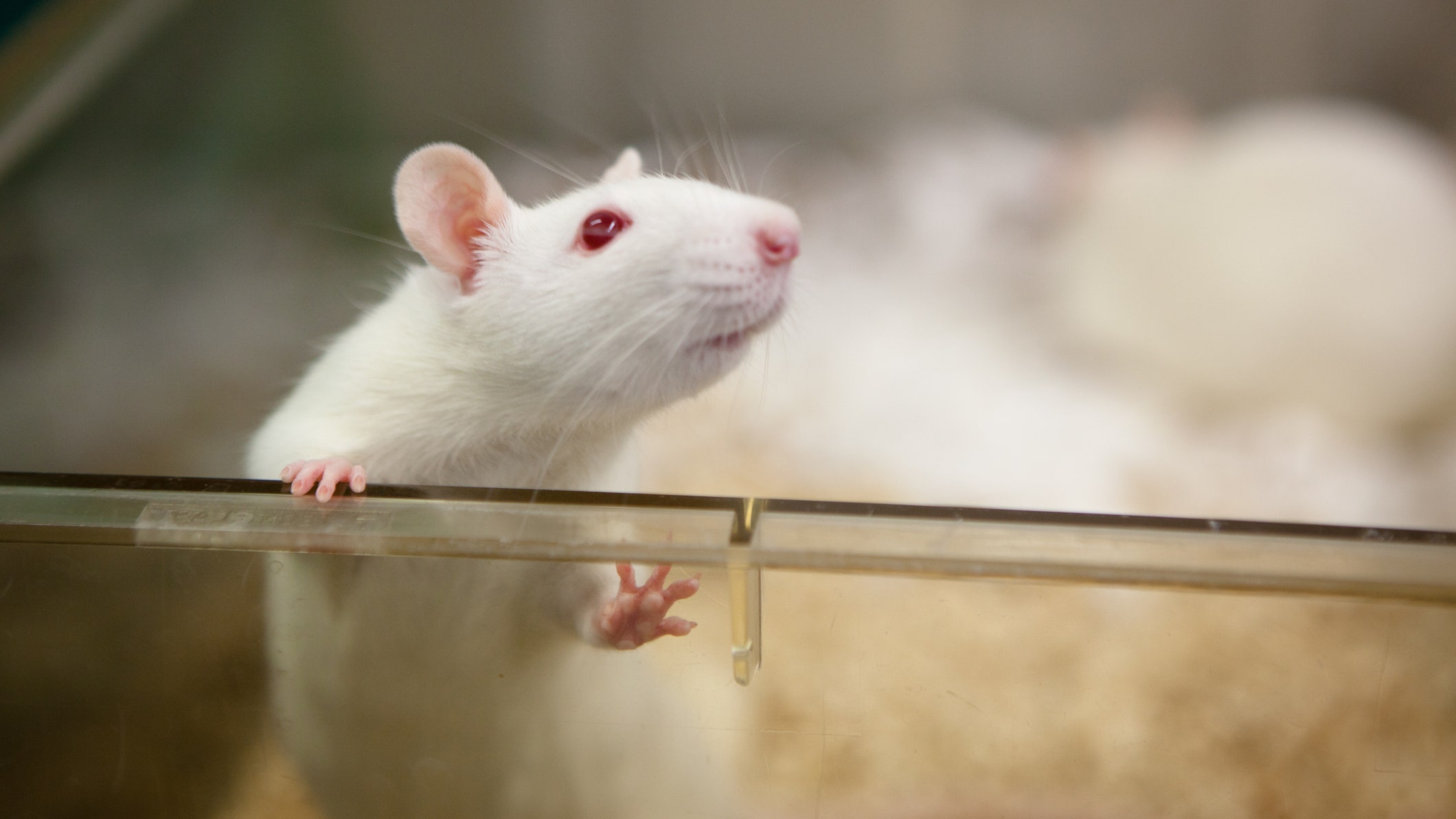Китайские ученые пересадили матку самцам крыс и заставили их выносить потомство