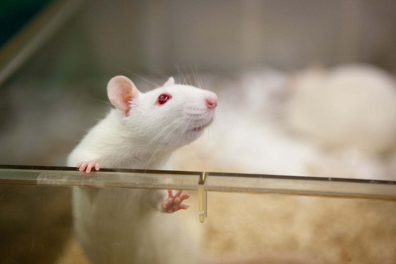 Китайские ученые пересадили матку самцам крыс и заставили их выносить потомство