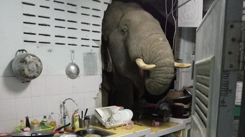 В Таиланде проголодавшийся слон проломил стену жилого дома. Он учуял запах еды и стащил пачку риса