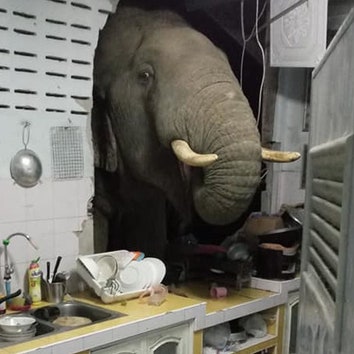 В Таиланде проголодавшийся слон проломил стену жилого дома. Он учуял запах еды и стащил пачку риса