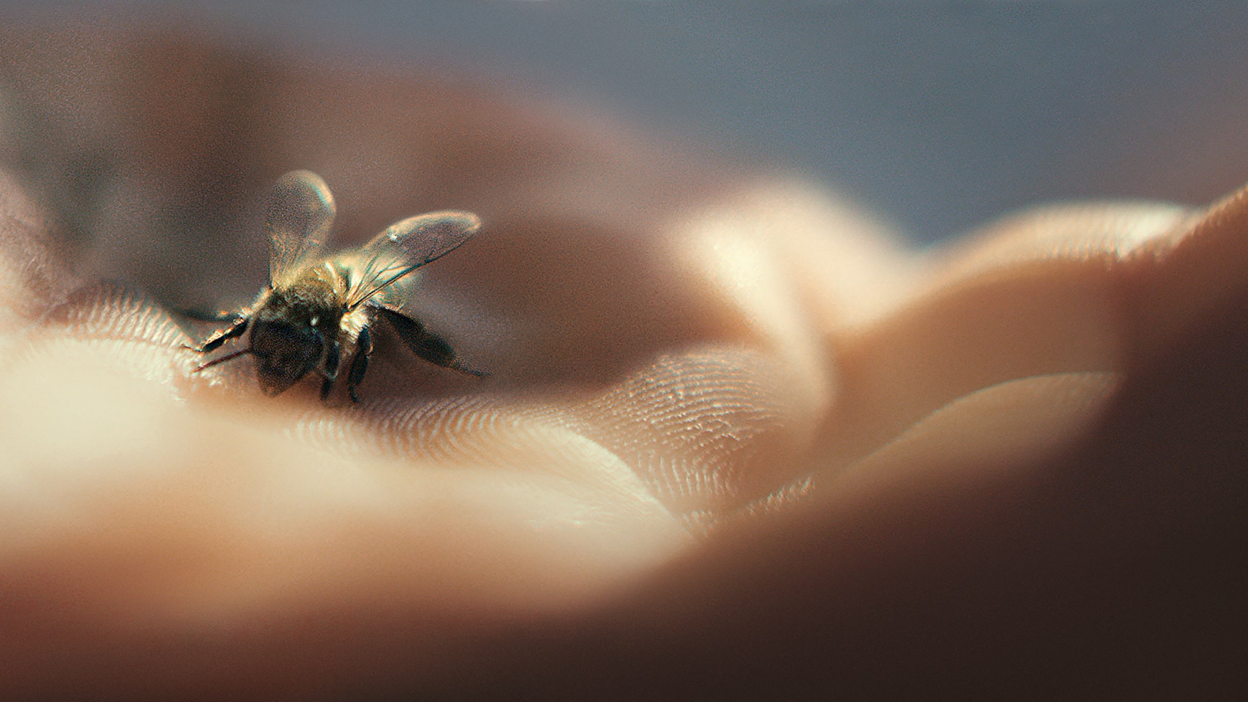 Почему вымирание пчел — проблема для всех нас