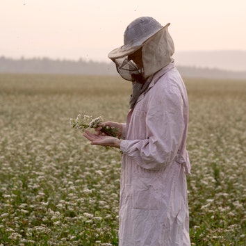 Медом намазано: почему косметические лаборатории изучают пчел и посвящают им целые линии
