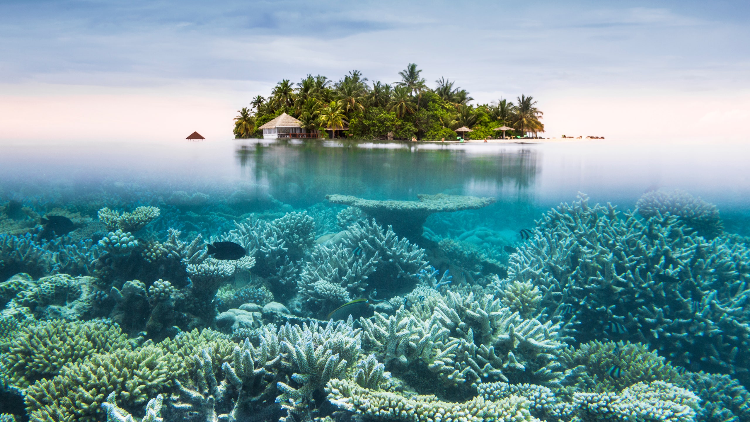 Коралловые рифы могут полностью исчезнуть через 30 лет. И вот почему