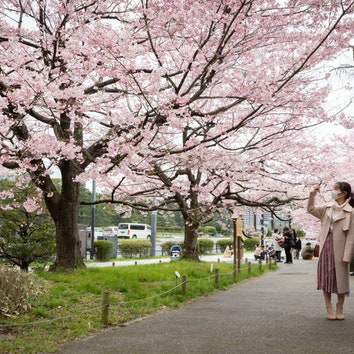 В этом году сезон цветения сакуры в Японии начался рекордно рано. Ученые связывают это с глобальным потеплением