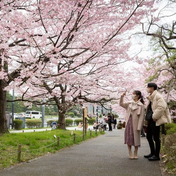 В этом году сезон цветения сакуры в Японии начался рекордно рано. Ученые связывают это с глобальным потеплением