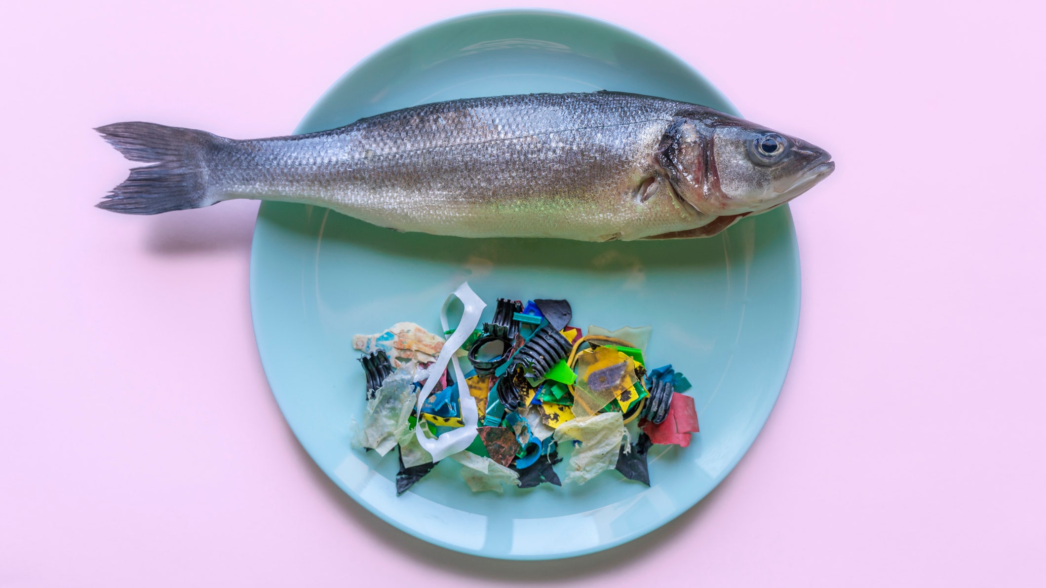 Ученые разработали экопластик из рыбных отходов