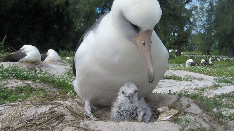 У старейшей в мире дикой птицы 70летней самки альбатроса вылупился птенец