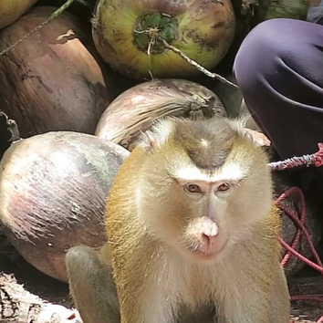 Популярный тайский бренд Chaokoh уличили в использовании труда обезьян