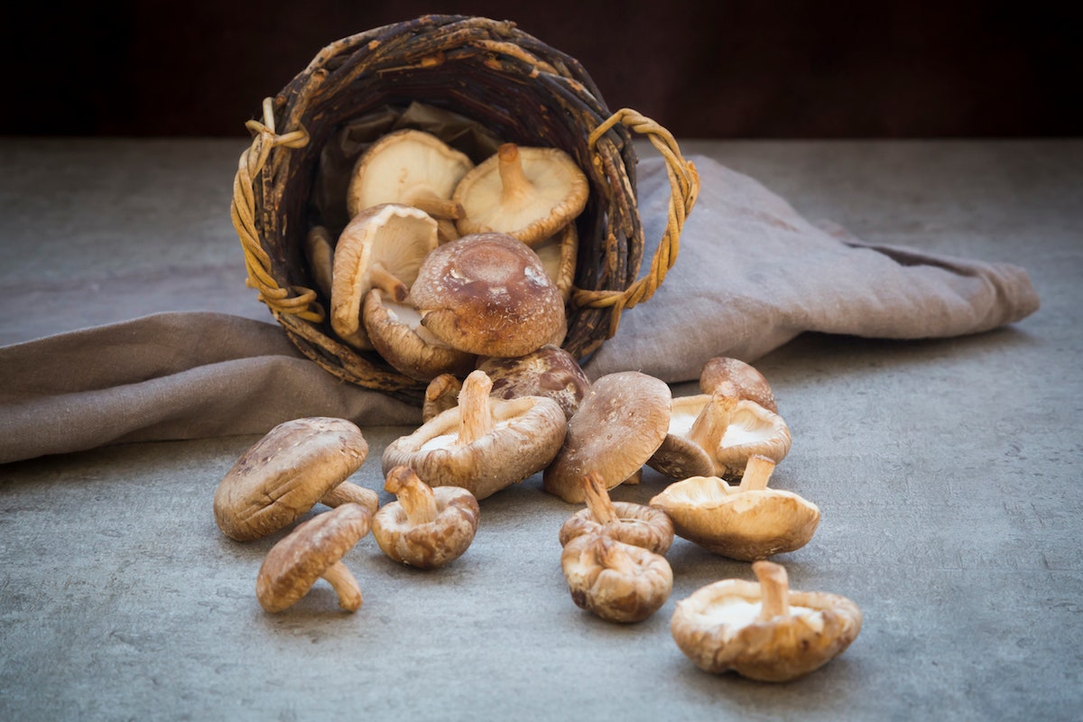 Шиитаке полезные свойства калорийность применение и приготовление китайских грибов