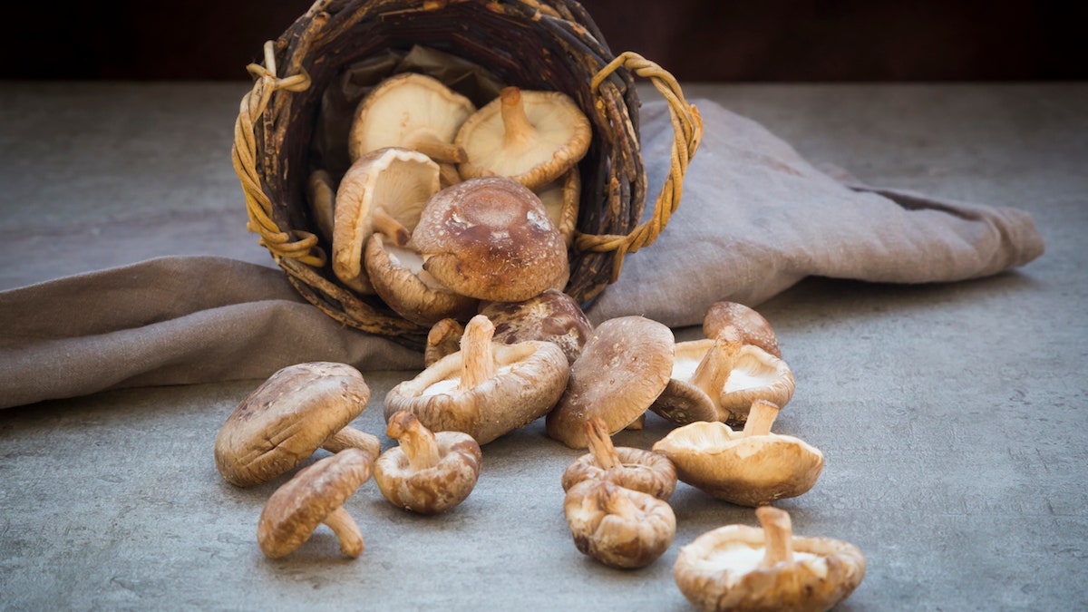 Шиитаке полезные свойства калорийность применение и приготовление китайских грибов