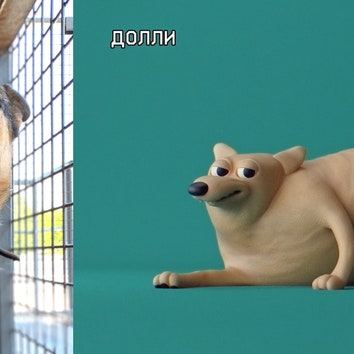 В Москве появился сервис знакомств с собаками из приюта
