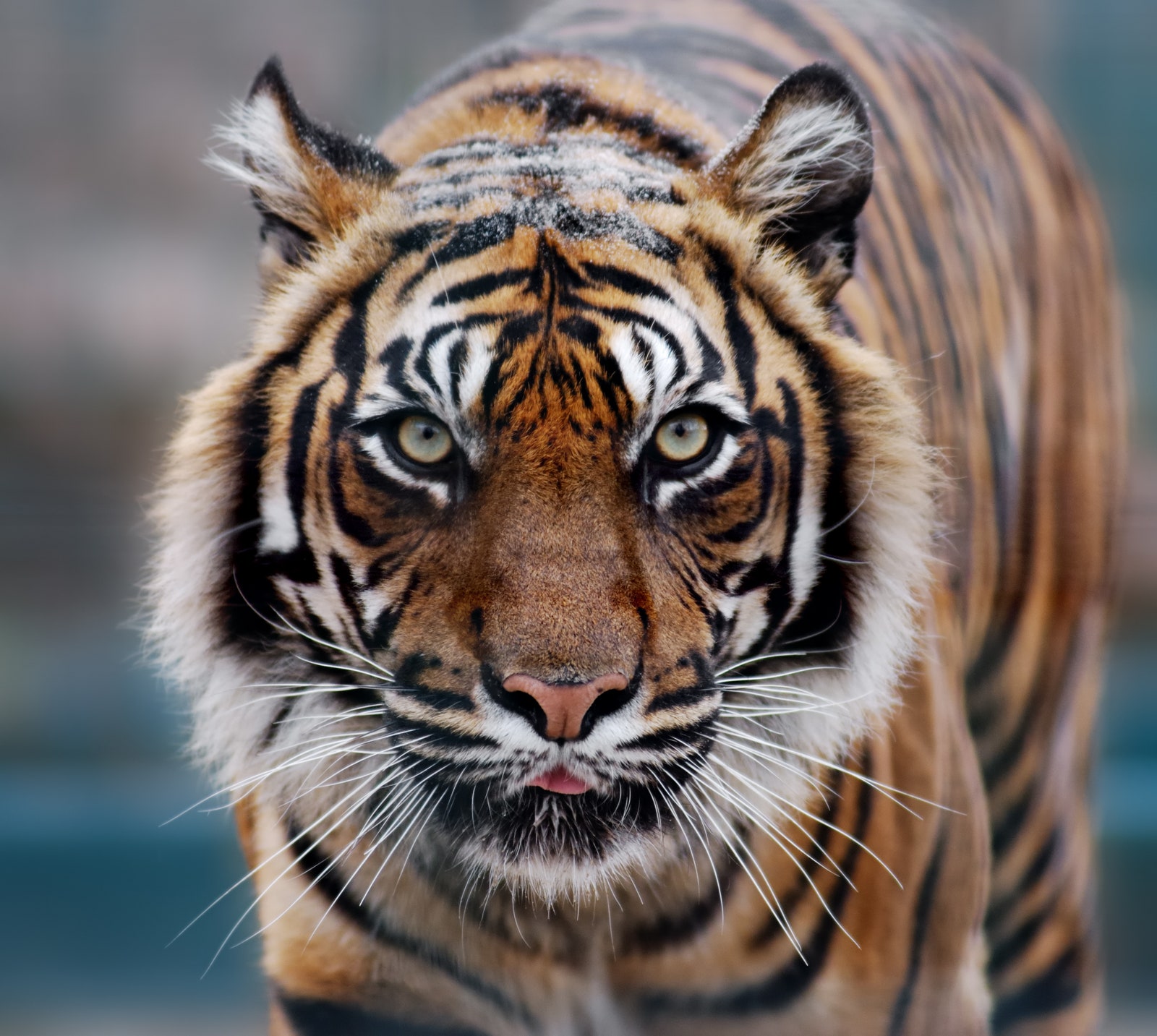 Тигрица в зоопарке в НьюЙорке заразилась коронавирусом