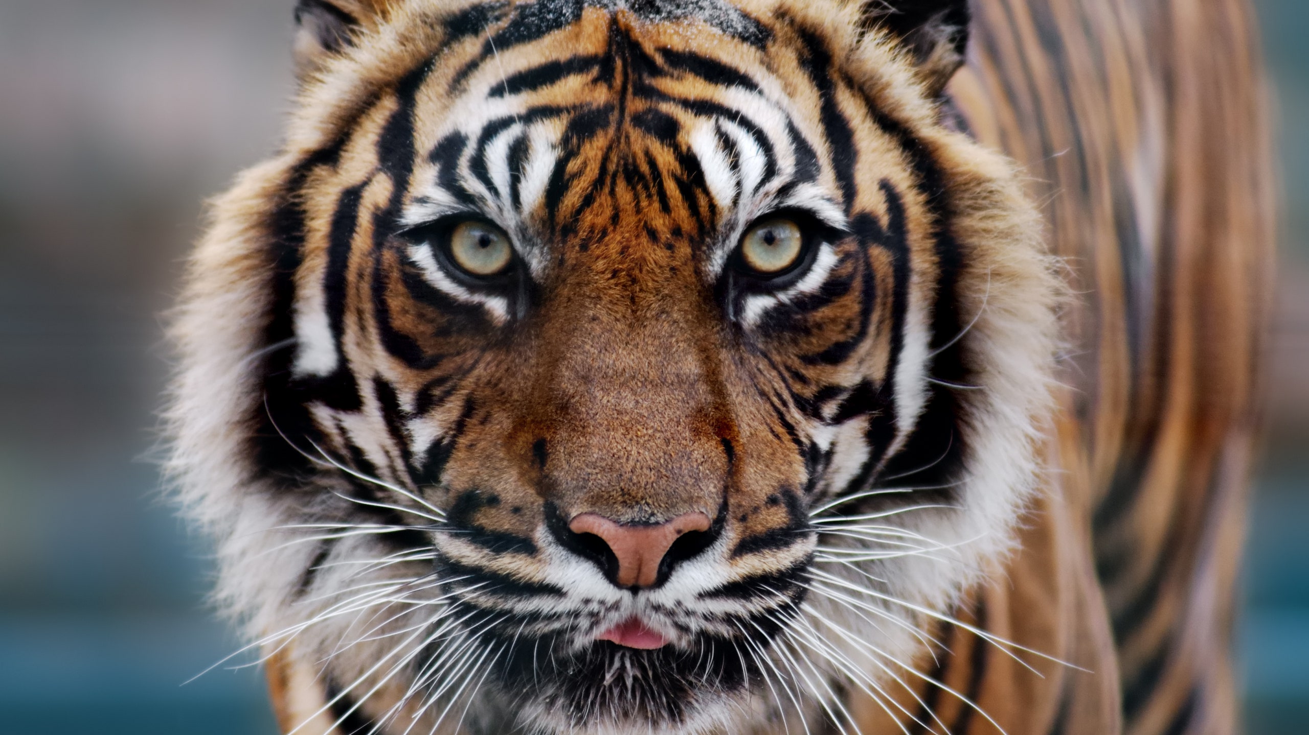Тигрица в зоопарке в НьюЙорке заразилась коронавирусом