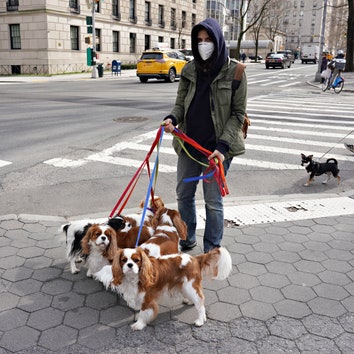 Из приютов Нью-Йорка забрали всех животных: так жители решили скрасить одиночество во время карантина