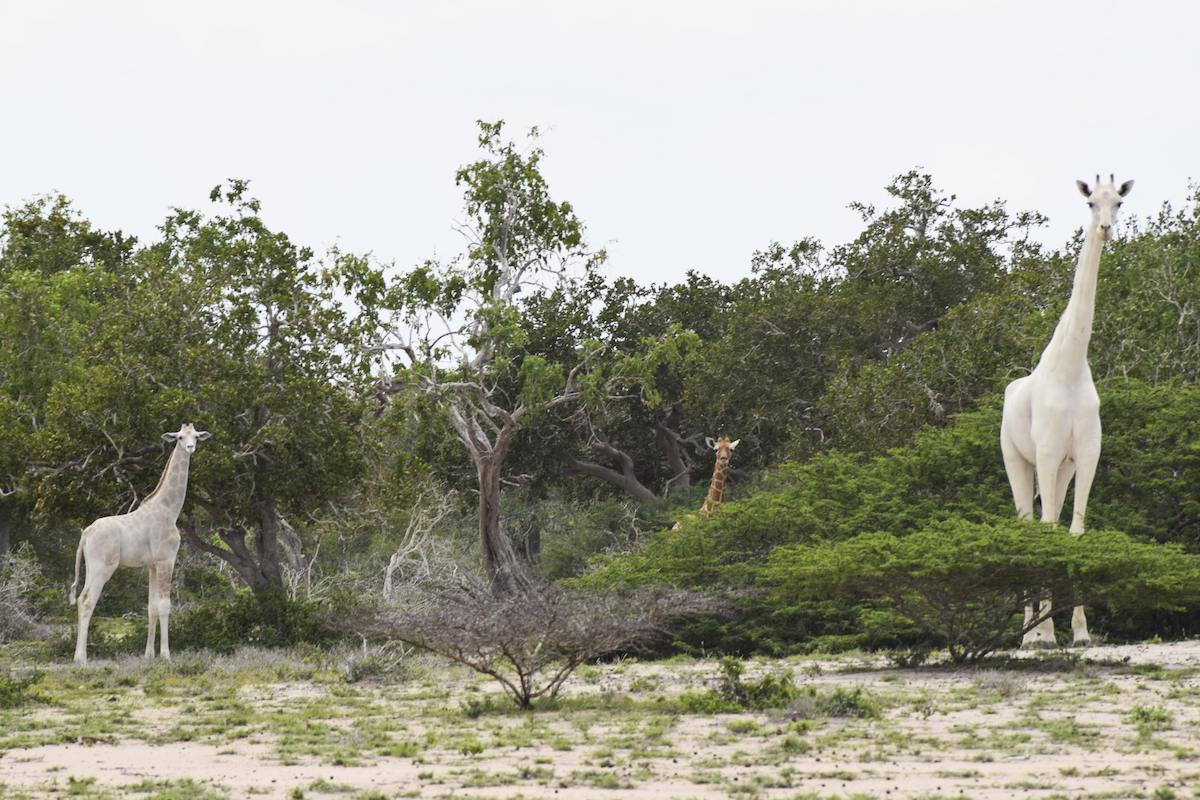 Последняя в мире самка белого жирафа и ее детеныш убиты