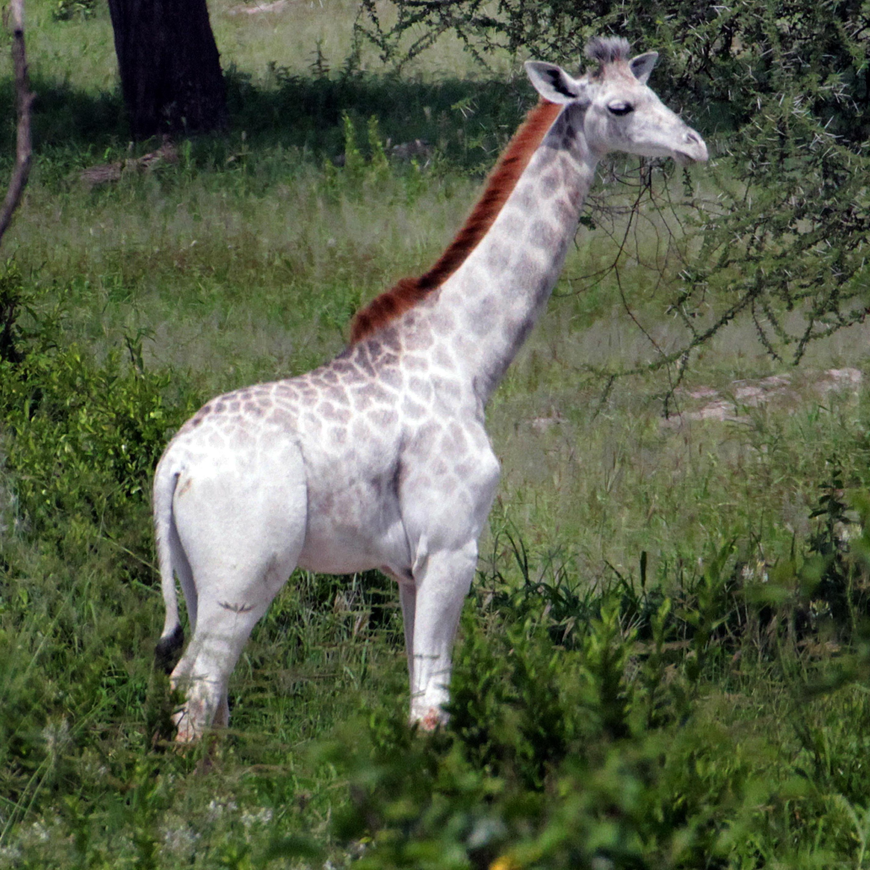 Последняя в мире самка белого жирафа и ее детеныш убиты | Glamour