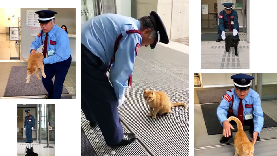 Двум котам запрещают входить в музей в Японии фото и видео