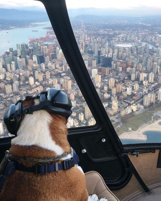 mrbentleythedog.