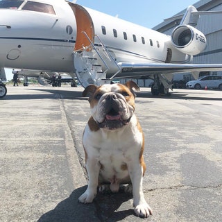 mrbentleythedog.