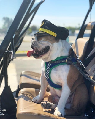 mrbentleythedog.