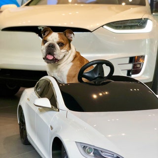 mrbentleythedog.