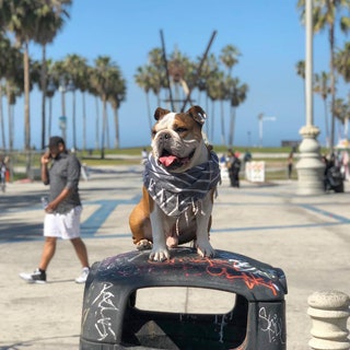 mrbentleythedog.