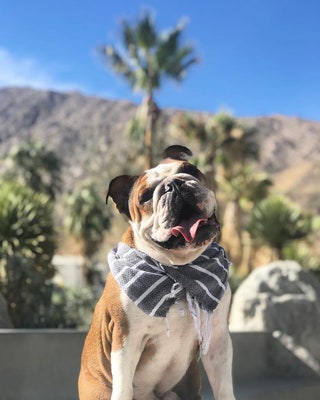 mrbentleythedog.