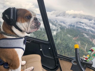 mrbentleythedog.