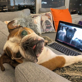 mrbentleythedog.