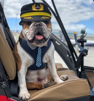 mrbentleythedog.