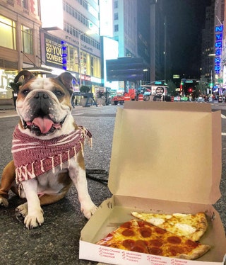 mrbentleythedog.