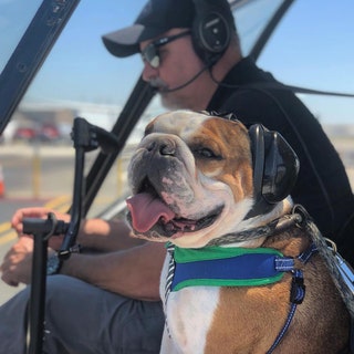 mrbentleythedog.