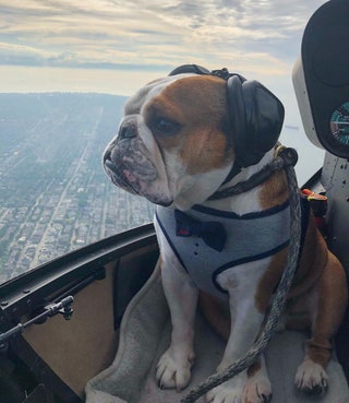 mrbentleythedog.