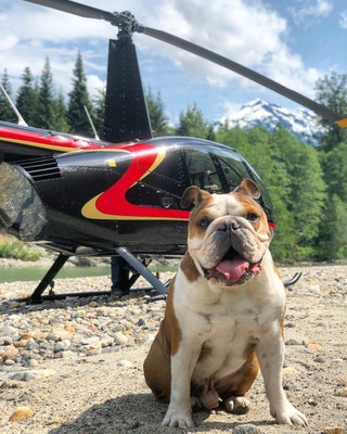mrbentleythedog.