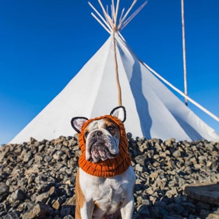 mrbentleythedog.