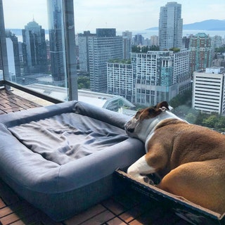 mrbentleythedog.