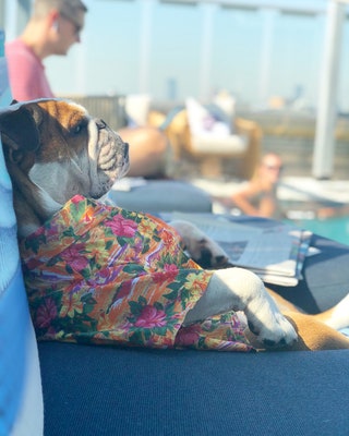 mrbentleythedog.