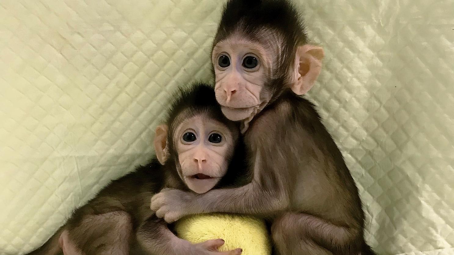 Клонирование обезьян в Китае ученые вырастили двух клонов макаки