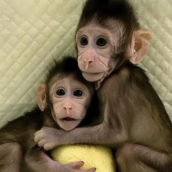 Китайские ученые впервые клонировали обезьян по методу овечки Долли