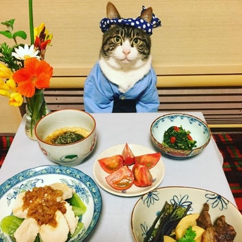 Фотогеничный кот из Японии стал звездой Instagram
