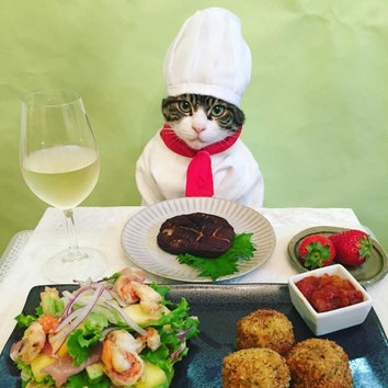 Фотогеничный кот из Японии стал звездой Instagram