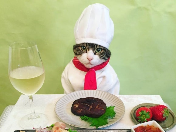 Фотогеничный кот из Японии стал звездой Instagram
