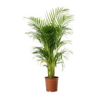 Растение в горшке CHRYSALIDOCARPUS LUTESCENS 3299 руб. IKEA.