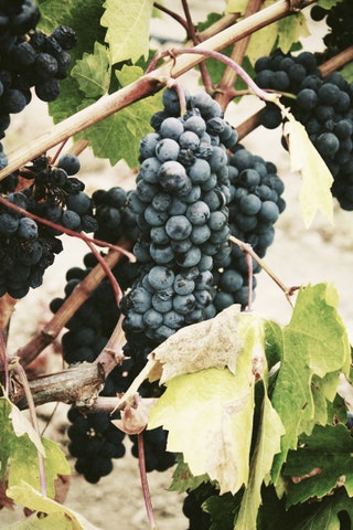 Виноград темных сортов. Семена винограда содержат мощные антиоксиданты и помогают бороться с аллергией.