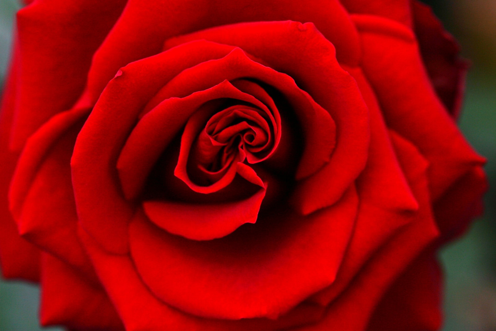 Как экстракт розы используется в косметологии и как воздействует на кожу | Allure