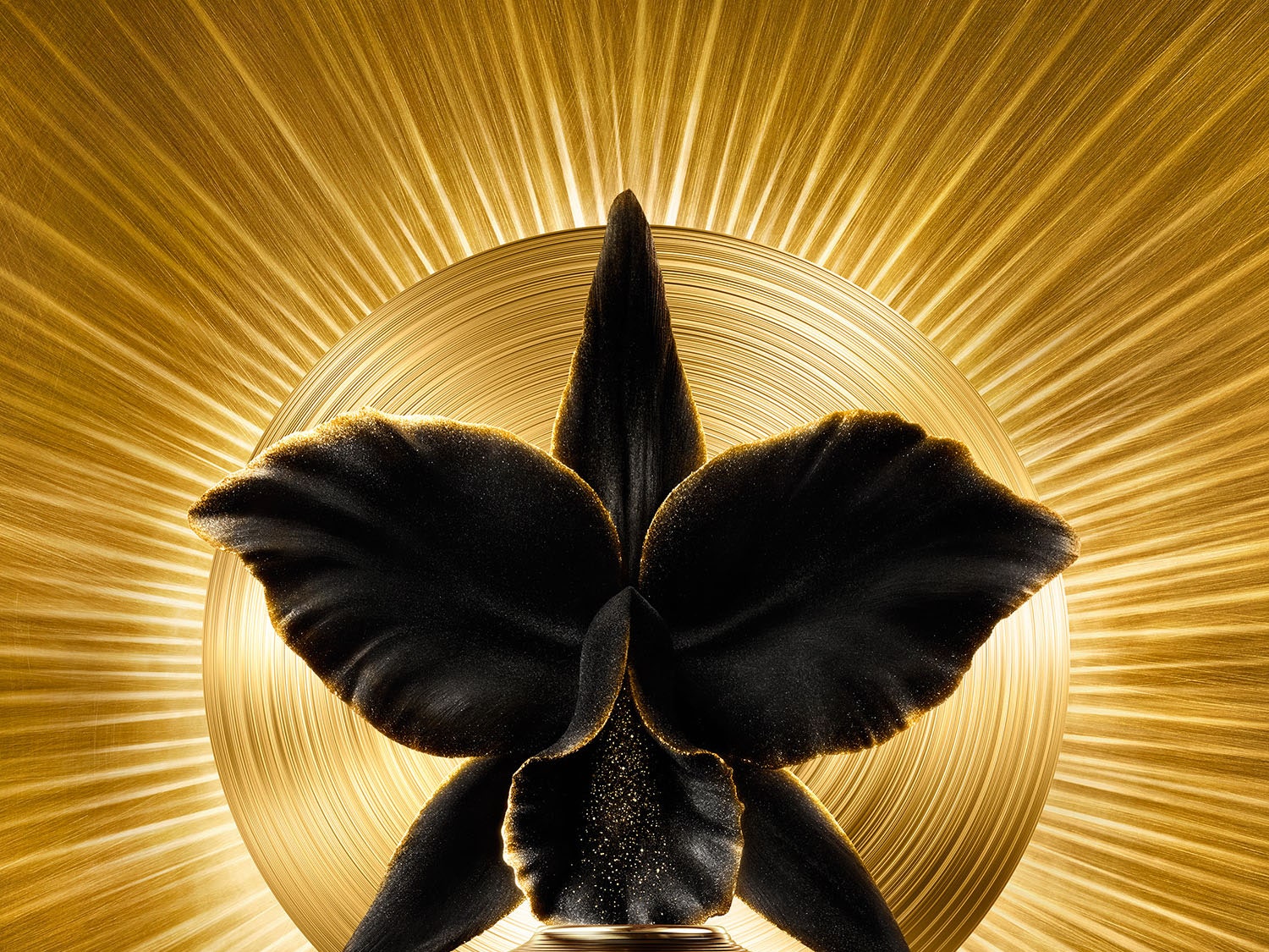 Ваш талисман: омолаживающий крем Orchidée Impériale Black от Guerlain